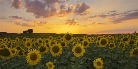 25 Best Sunflower Fields Near Me - Top Sunflower Fields in the U.S.