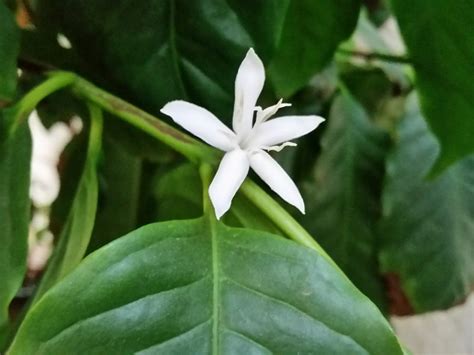 The Coffee Plants Are Flowering - Gardenisto