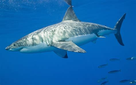 Shark Anatomy - Shark Facts and Information