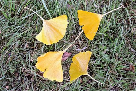 The Fall of the Ginkgo Tree Leaves - The Martha Stewart Blog