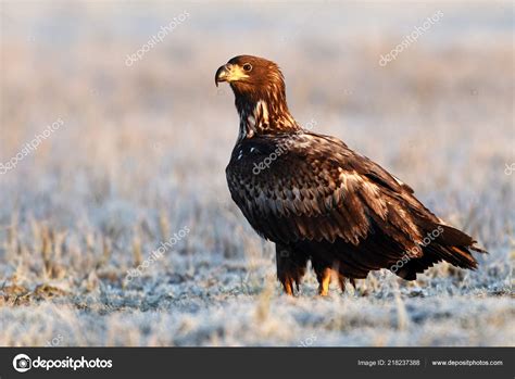 White Tailed Eagle Natural Habitat — Stock Photo © kwasny222 #218237388