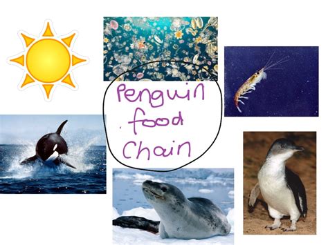 ️Penguin Food Chain Worksheet Free Download| Goodimg.co