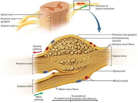 TENS - Unit, Therapy, How To Use, Benefits, Side Effects