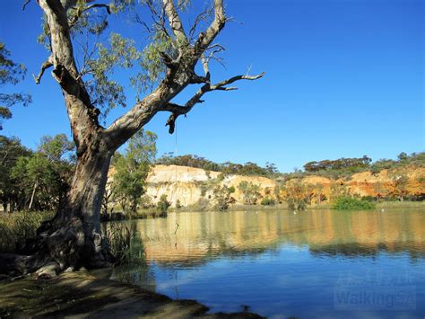 Katarapko Trail, Murray River National Park | Walking SA