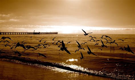 Goleta Beach Park, Goleta, CA - California Beaches