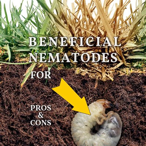 The Problem With Buying Beneficial Nematodes For Grub Control