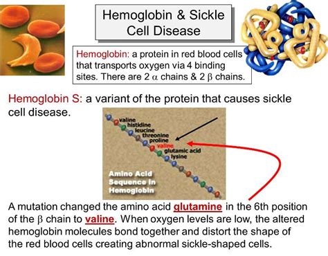 Sickle Cell Anemia Mutation