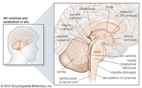 신경해부학) Overview of the Brainstem 뇌줄기 : 네이버 블로그