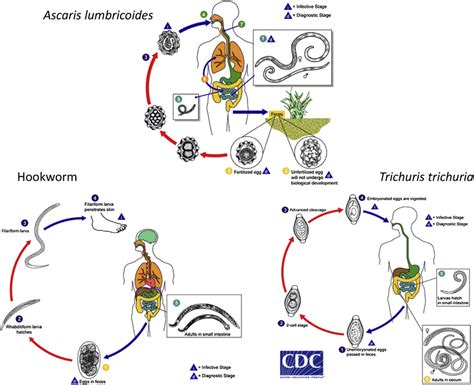 Ascaris Life Cycle Diagram