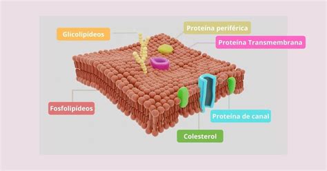 Introducir 111+ imagen membrana plasmatica modelo - Abzlocal.mx