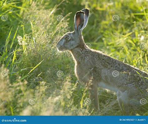 Close-up of the Young Hare. Stock Image - Image of hare, hark: 267492327