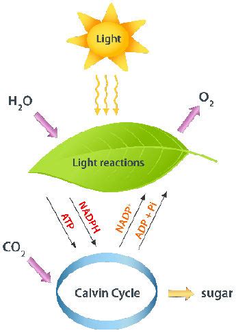 Photosynthesis Study Guide | CK-12 Foundation