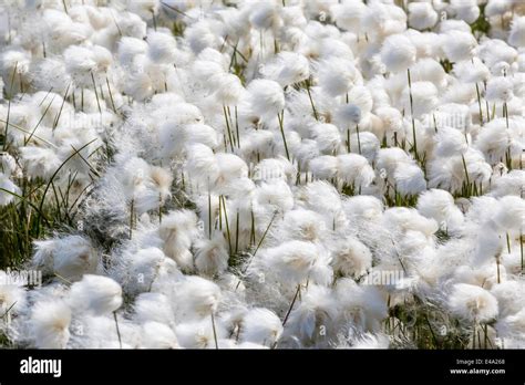 Arctic cotton grass (Eriophorum scheuchzeri) flowering in Sisimiut ...