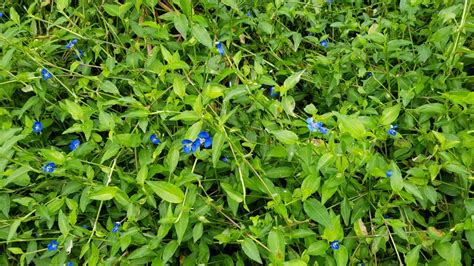 Commelina cyanea - Department of Biological Sciences