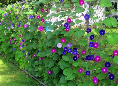 30 Morning Glory Vine Mixed Colors Ipomoea Seeds