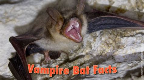 Vampire Bat Facts, Pictures, Information & Video