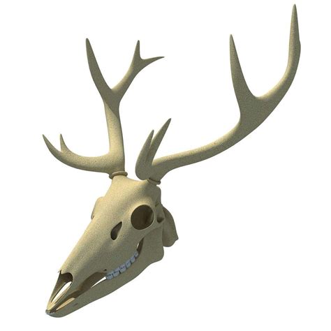 Deer Skull Anatomy