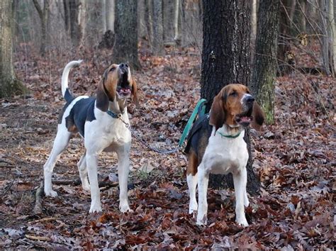 Pin on Treeing Walker Coonhounds