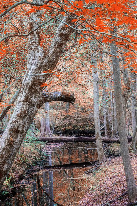 Fall Foliage on a Wooded Creek Photograph by Bob Decker - Fine Art America