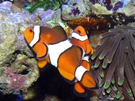 Meet our clownfish (aka Nemo!) | National Museums Liverpool