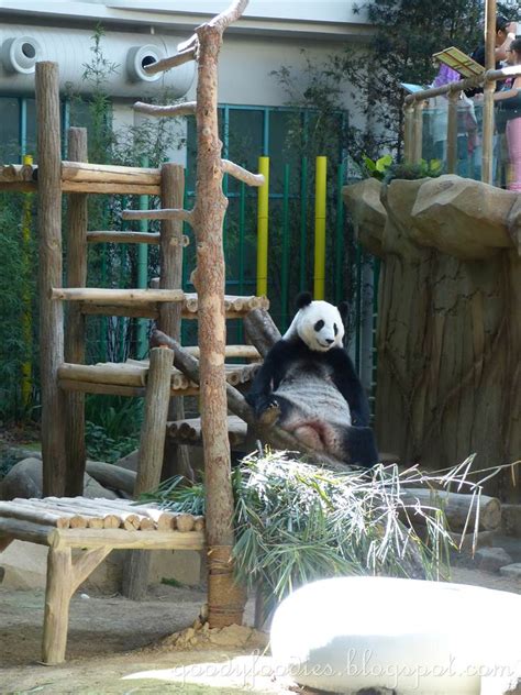 GoodyFoodies: Visiting the Pandas at Zoo Negara Malaysia