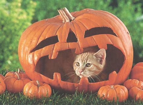 A Halloween Cat In A Pumpkin wallpaper | animals | Wallpaper Better