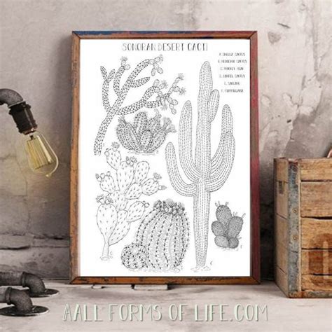 Sonoran Desert Cacti Cactus Art Print Scientific | Etsy