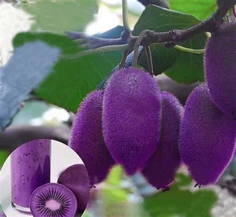 100pcs New varieties Purple Heart Kiwi bonsais Kiwi Fruit Tree Bonsai ...