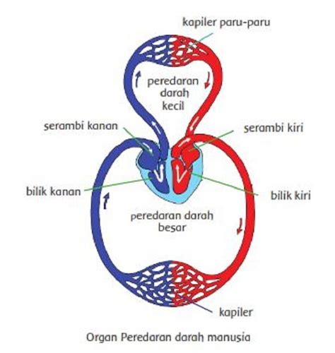 Seperti Apa Organ Tubuh Manusia dan Cara Kerja Peredaran Darah? Kelas 5 Tema 4 Halaman 3 6 7 ...