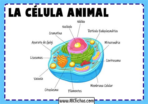 Funciones de la celula animal - ABC Fichas