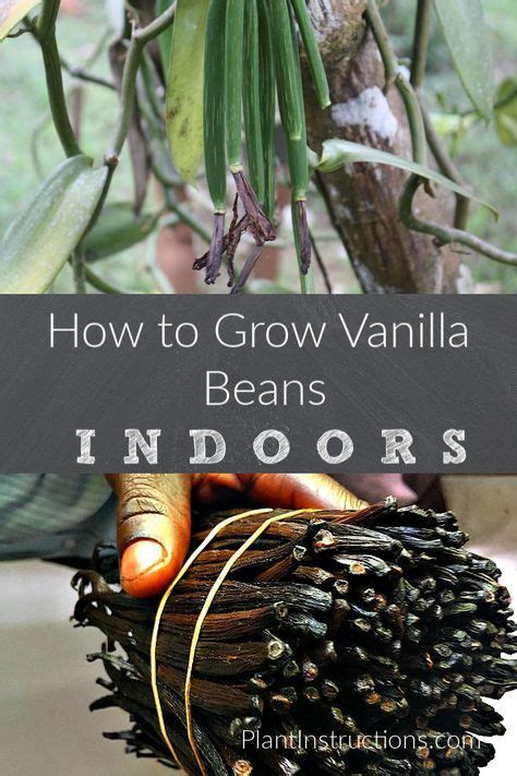 How to Grow Vanilla Beans: Vanilla Bean Plant Info in 2024 | Grow ...