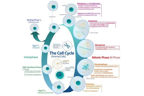 The Cell Cycle of Growth and Replication