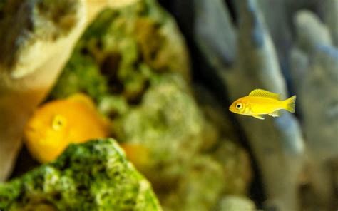 How to Care for Mbuna Cichlid Fry? - Amazing Cichlids