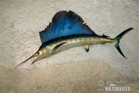 Atlantic Sailfish Photos, Atlantic Sailfish Images, Nature Wildlife Pictures | NaturePhoto