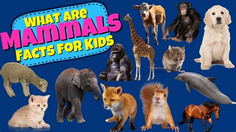 What are Mammals? Mammal Facts For Kids - YouTube