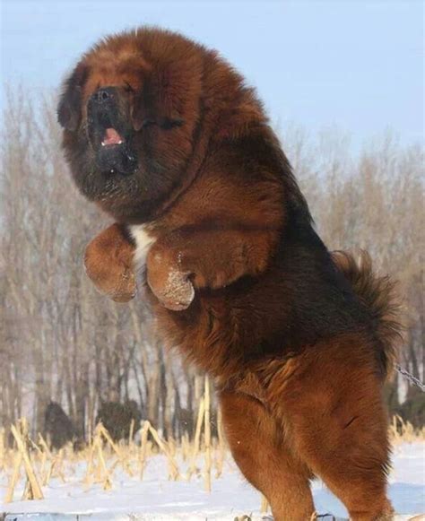 20 Of The World’s Largest Dog Breeds | Fluffy dogs, Huge dogs, Giant dogs