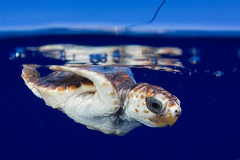 Turtle Power | Hakai Magazine