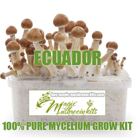 Ecuador | 100% mycelium Grow Kit | buy-magic-mushroom-kits.com