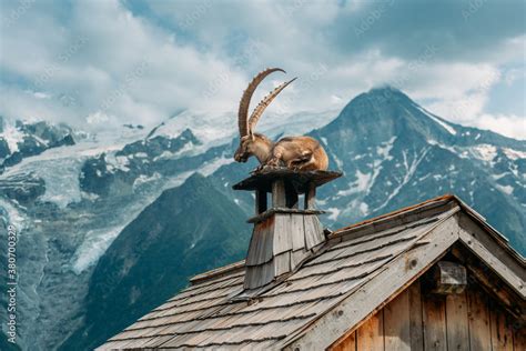 Ibex goat relaxing Stock Photo | Adobe Stock