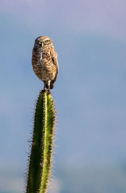 Burrowing Owl — Maricopa Audubon Society