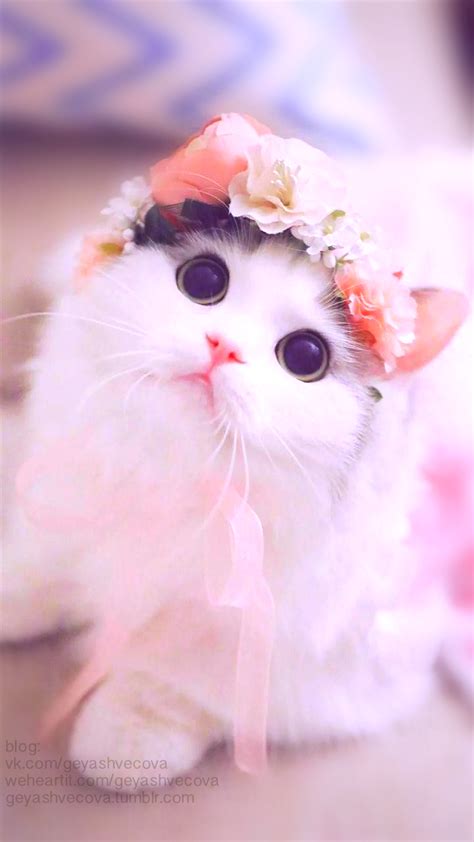 Very Cute Cats Wallpapers - Wallpaper Cave