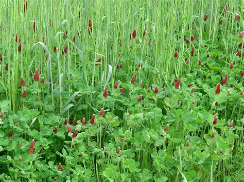 UGA Extension pecan specialist believes cover crops are valuable ...