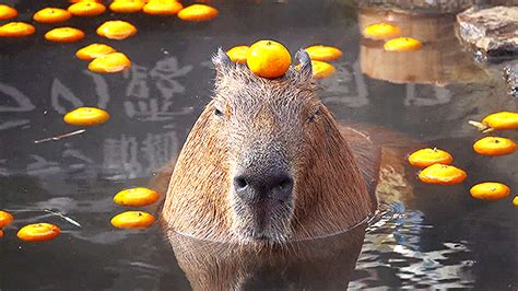 Capybara With Orange On Head - WORDBLOG