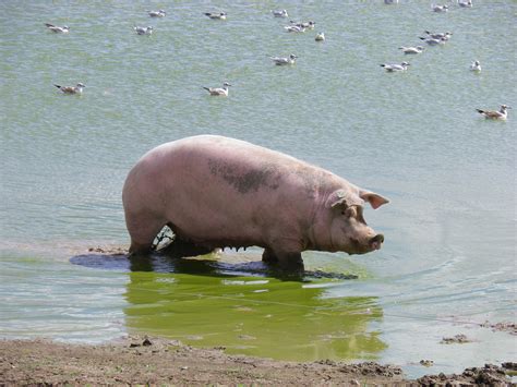 Water Pig | Pig waterer, Pig, Flying pig