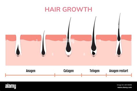 Hair growth cycle skin. Follicle anatomy anagen phase, hair growth ...