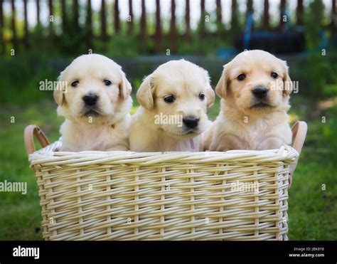 Three cute golden retriever puppies in a basket Stock Photo - Alamy