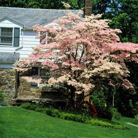 Ornamental Flowering Trees For Small Gardens / Buy ornamental cherry ...