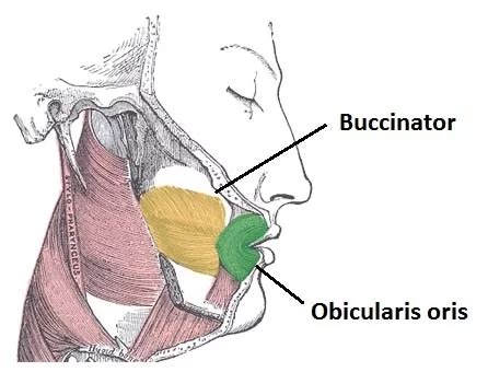 Buccinator muscle: Origin, Insertion, Nerve Supply, Exercise