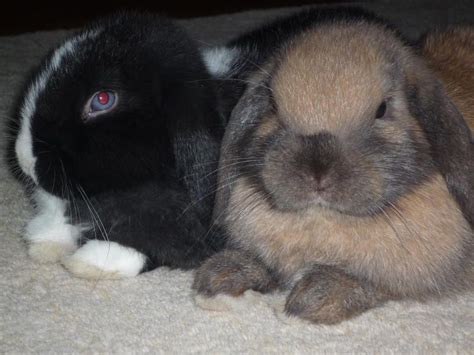 Dwarf Lop | Rabbits | Breed Information | Omlet US | Rabbit breeds ...