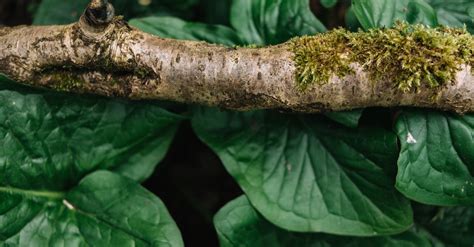 Tree branch with green leaves on background · Free Stock Photo